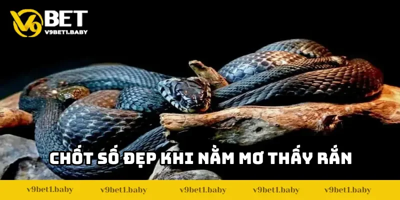 Nằm mơ thấy rắn: Cao thủ chốt số giúp thắng lớn