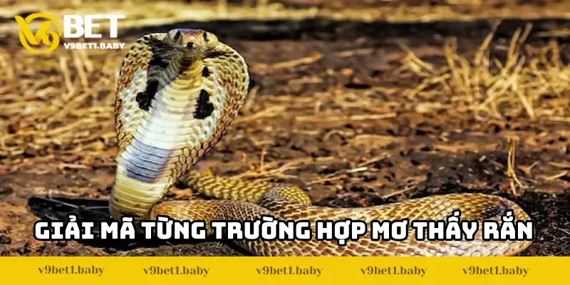 V9BET giải mã từng trường hợp của việc nằm mơ thấy rắn